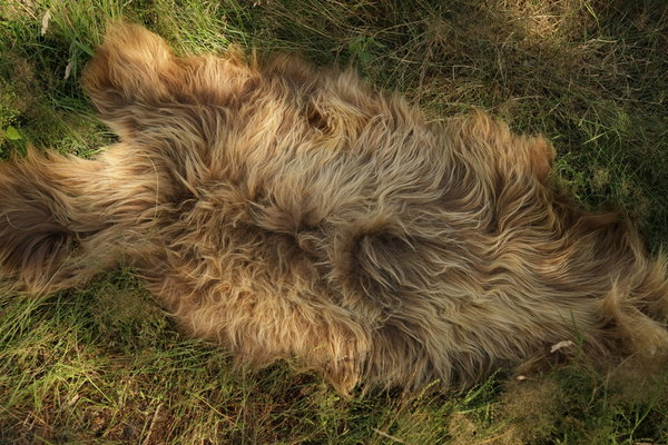 IJslandse schapenvacht bruin/blond (110x70cm)