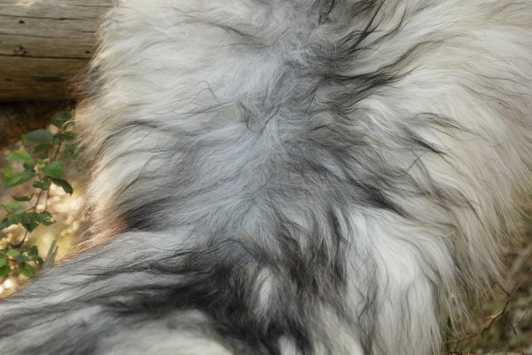 IJslandse schapenvacht wit/zwart (110x65cm)