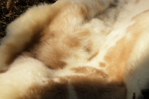 Natuurlijke schapenvacht lichtbruin/wit (100x60cm)